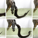 Electric eel attacking a simulated predator. Image: Kenneth Catania/Vanderbilt University